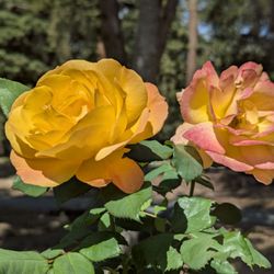 Overfelt Gardens Park - Rose garden