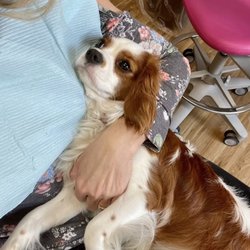 Safety Harbor Family Dentistry - Duke the therapeutic dental dog.