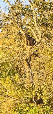 Lake Mineral Wells State Park by null