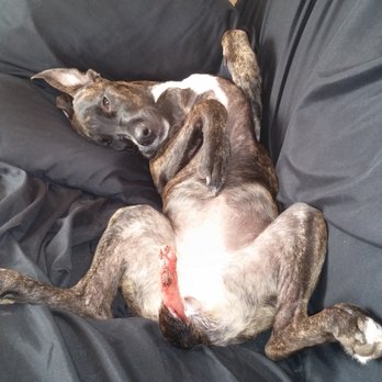 Animal Clinic - She had to sleep like this for WEEKS while I fed her steak, salmon, chicken, & liver to get her blood levels up to survive the anesthesia. - Veterinarians Near Me - Grand Rapids, Michigan
