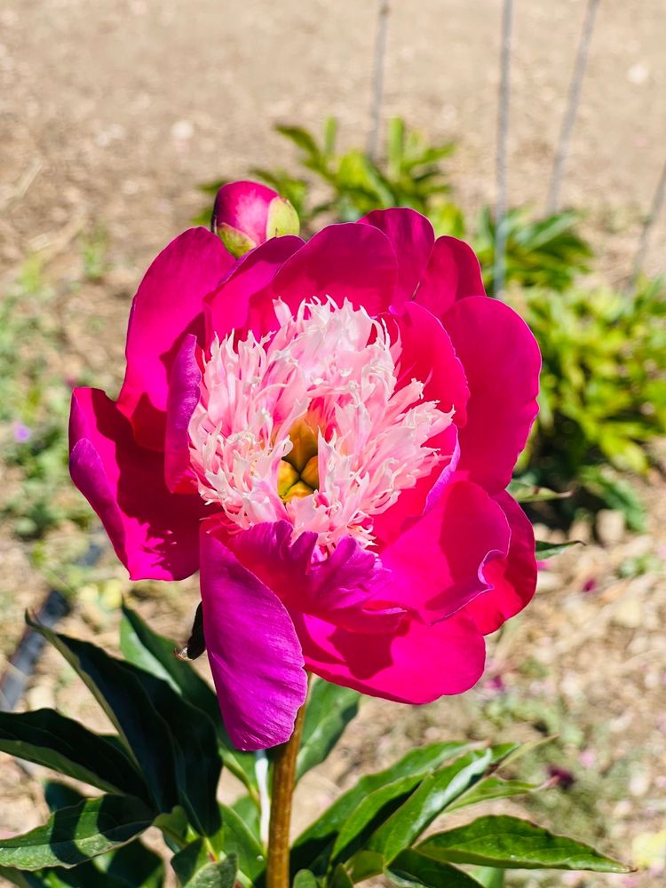 CHARMARRON PEONY NURSERY Updated September 2024 206 Photos & 36