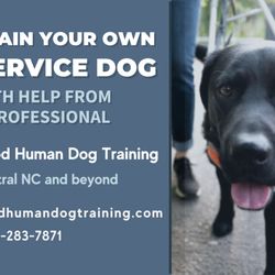 Good Human Dog Training