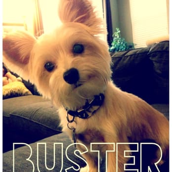 A Quality Grooming - After a fresh haircut - Pet Groomers Near Me - Vallejo, California