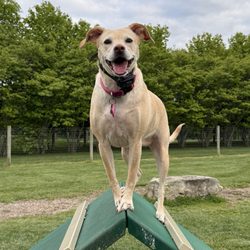 Walnut Woods Dog Park
