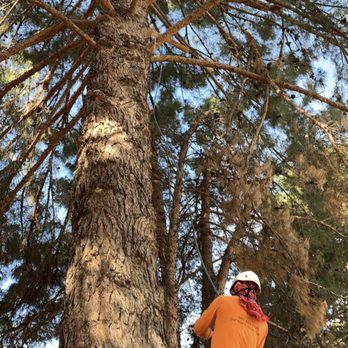 Harris & Sons Tree Specialist - Tree Services Near Me Harris & Sons Tree Specialist - Tree Services Near Me