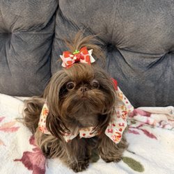 Sweet and Sassy Shih Tzu - My beautiful girl Tiana