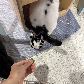 The Bunny Café - Pet Adoption Near Me - Vancouver, British Columbia The Bunny Café - Pet Adoption Near Me - Vancouver, British Columbia