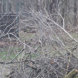 Tommy's Treescapes