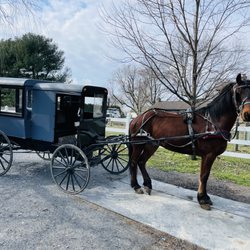 Abe's Buggy Rides - Our horse Eli