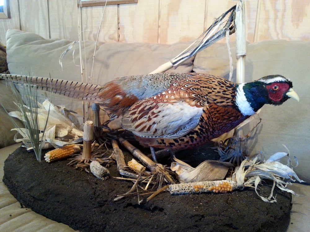 Mike's Taxidermy - taxidermy in Sac City, IA