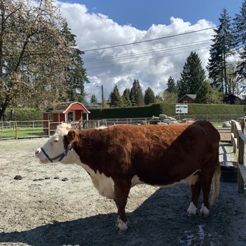 Maplewood Farm - Another cow - Farms Near Me - North Vancouver, British Columbia
