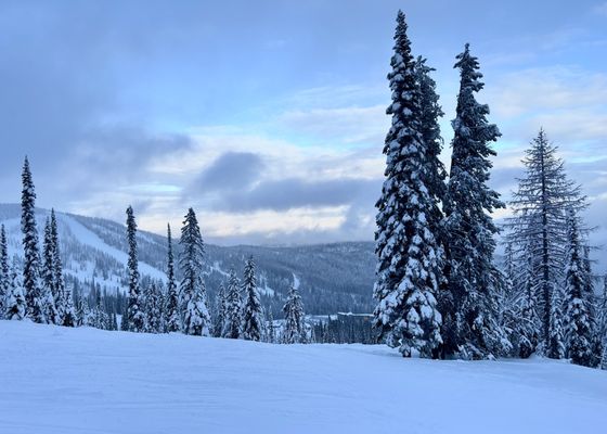 Schweitzer by null