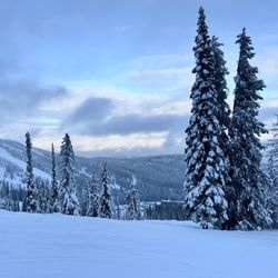 Schweitzer