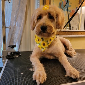 Mama Love's Small Dog Groomer - Sweet Nellie - Pet Groomers Near Me - Cantonment, Florida Mama Love's Small Dog Groomer - Sweet Nellie - Pet Groomers Near Me - Cantonment, Florida