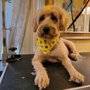 Photo of Mama Love's Small Dog Groomer