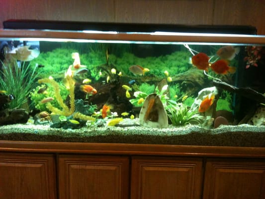 Kirin Japanese Seafood & Sushi Buffet by null