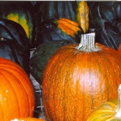 Montalbano Farms - Yum...winter squash