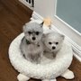 Photo of Wanda's Woof Waggin