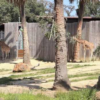 Oakland Zoo - Giraffe exhibit - Zoos Near Me - Oakland, California Oakland Zoo - Giraffe exhibit - Zoos Near Me - Oakland, California