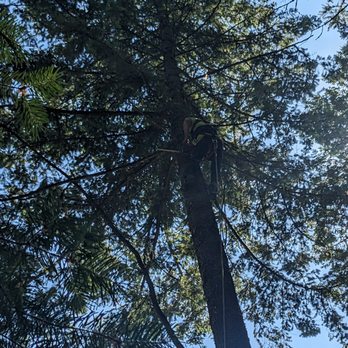 Adam Hartsock Tree Service and landscaping - Tree Services Near Me - Libby, Montana Adam Hartsock Tree Service and landscaping - Tree Services Near Me - Libby, Montana