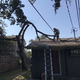 Tree Removal - Before