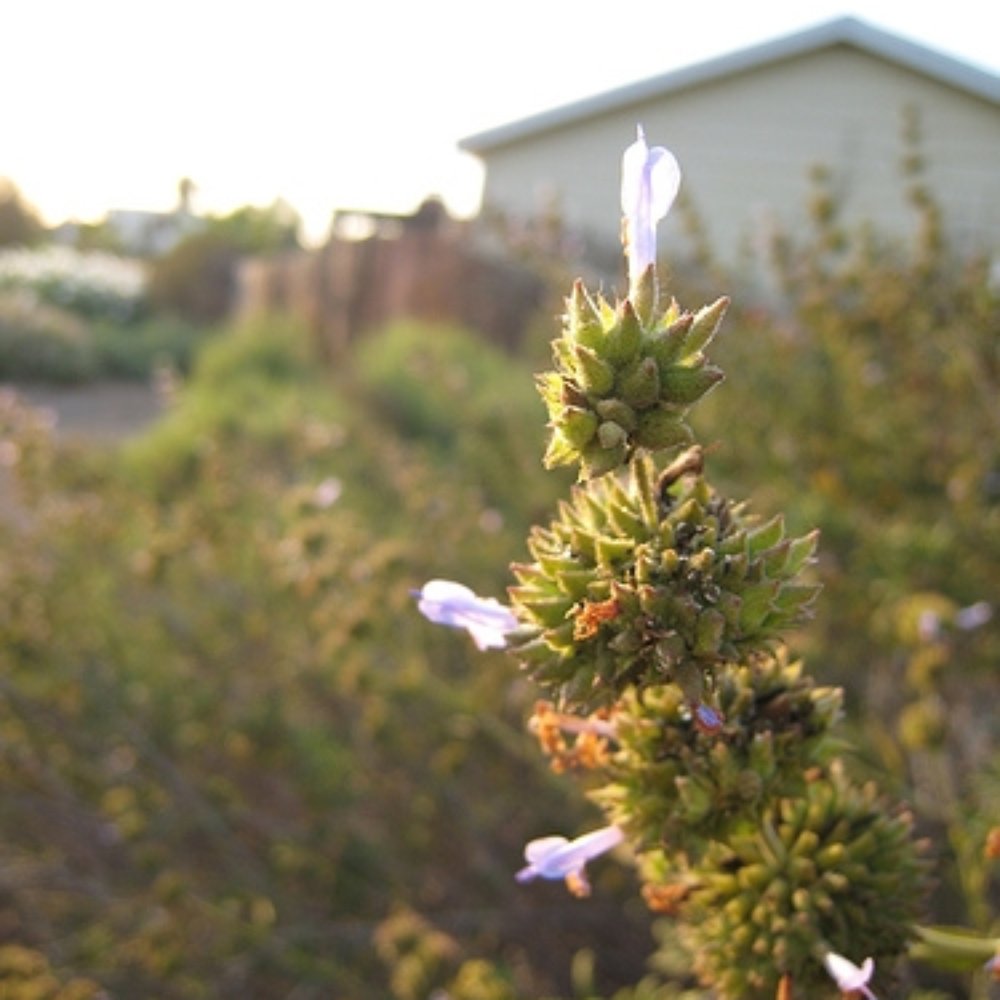 Long Beach Greenbelt - Black sage, a common plant in coastal sage-scrub - Parks Near Me - Long Beach, California Long Beach Greenbelt - Black sage, a common plant in coastal sage-scrub - Parks Near Me - Long Beach, California