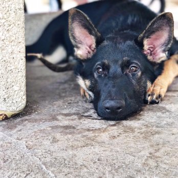 Alpha K-9 Kennels - Pet Training Near Me - Hakalau, Hawaii Alpha K-9 Kennels - Pet Training Near Me - Hakalau, Hawaii