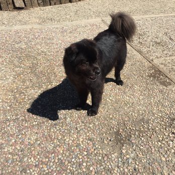 Bit O'Blarney Pet Services - Pet Groomers Near Me - Salinas, California