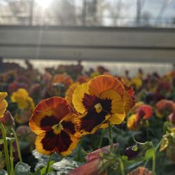 Greenfield Plant Farm - Fall Pansies 'Solar Flare' 2023