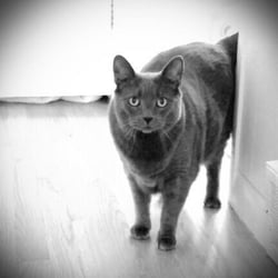 Unique Pet Care - Pet Care