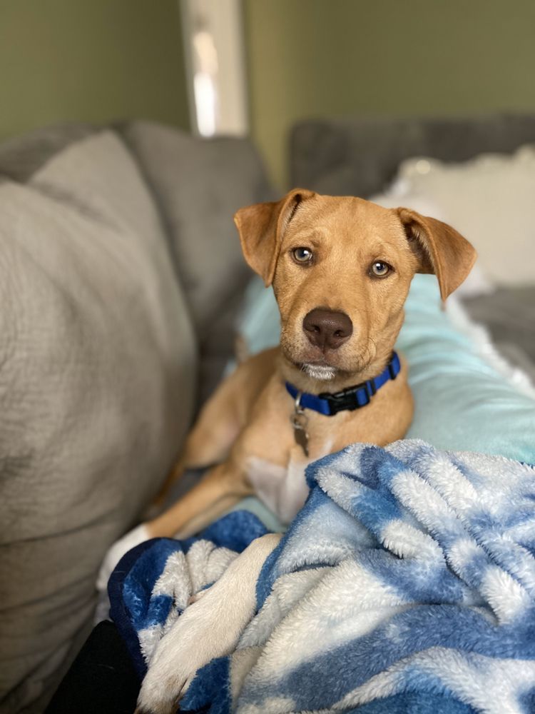 LOVING PAWS PET CARE Updated September 2024 20 Photos Temecula