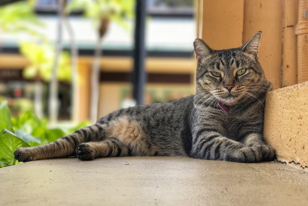 KONA STORIES 69 Photos & 36 Reviews Toy Stores 786831 Alii Dr