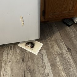 Apartments Near Campus - One of many mice