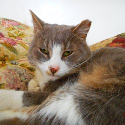 Cayuga Pet Hospital - Our beloved Moby.... We love him so much (Reese, Fallon & Chase)
