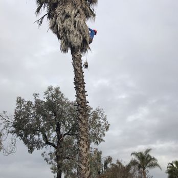J Rojas Tree Services - Tree Services Near Me