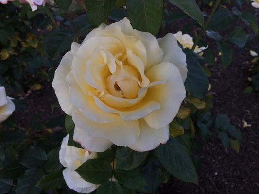 Dove Myer Robinson Park (Parnell Rose Garden) by null