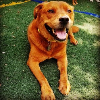 A Furry Tail Come True - Pet Groomers Near Me - Hellertown, Pennsylvania