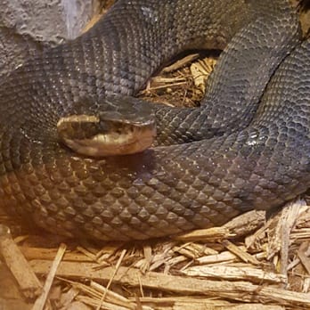 Bronx Zoo - Viper - Zoos Near Me - Bronx, New York