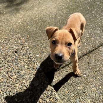 Oregon Dog Rescue - Our sweet pup - Animal Shelters Near Me - Portland, Oregon Oregon Dog Rescue - Our sweet pup - Animal Shelters Near Me - Portland, Oregon
