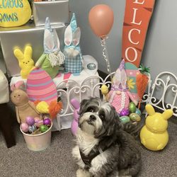Precious Paws Pet Food & Supplies