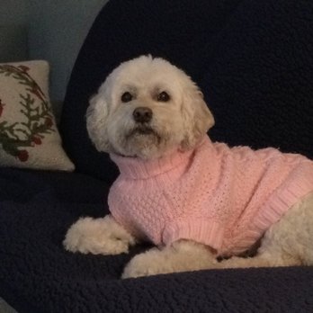 Harbor Pets - Thanks for taken special care of Kelly. She is 15 and easily stressed but she looks and feels great! - Pet Stores Near Me - Sag Harbor, New York