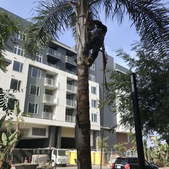 Bill's Tree Service - Tree Services Near Me - Escondido, California Bill's Tree Service - Tree Services Near Me - Escondido, California