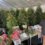 Photo of The Youth Center Christmas Tree Lot