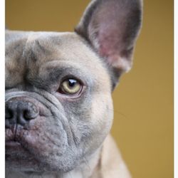 Mountainview Small Animal Hospital - Obi 1 loves Dr. Hempel