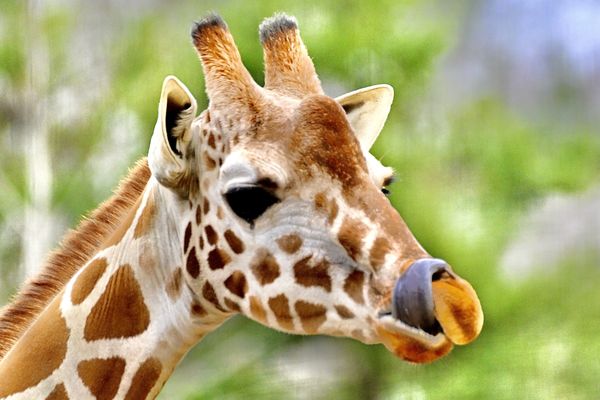 Zoo Atlanta by null