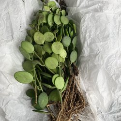 Rooted By Victoria - String of Silver Dollars