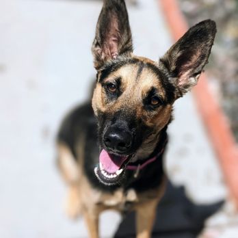 Paws In Play - Mia was showing off new obedience skills to her mom and dad! - Dog Walkers Near Me - San Francisco, California Paws In Play - Mia was showing off new obedience skills to her mom and dad! - Dog Walkers Near Me - San Francisco, California