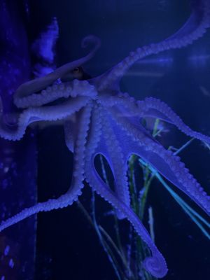 Key West Aquarium by null