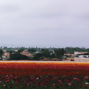 The Flower Fields - Full bloom - Venues & Event Spaces Near Me - Carlsbad, California The Flower Fields - Full bloom - Venues & Event Spaces Near Me - Carlsbad, California