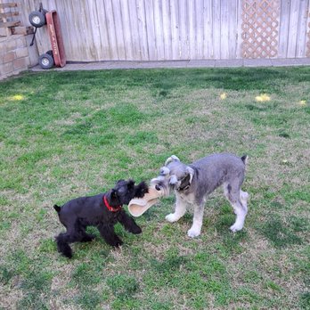 Boop Snoots Mobile Grooming - Pet Groomers Near Me - Brea , California Boop Snoots Mobile Grooming - Pet Groomers Near Me - Brea , California